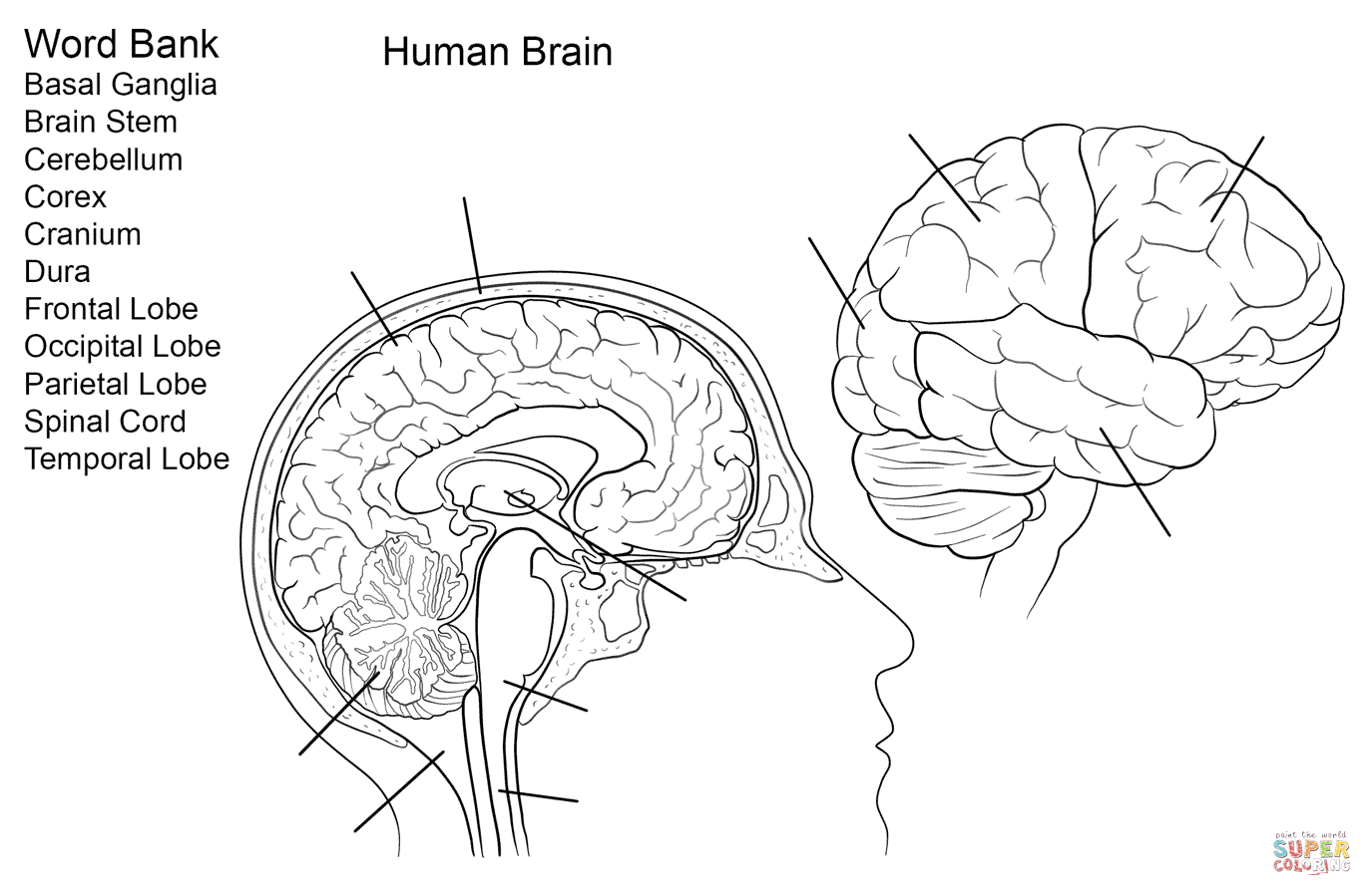 Brain capabilities. Анатомия человеческого мозга. Мозг раскраска анатомия. Головной мозг человека рисунок. Раскраска мозг человека для детей.