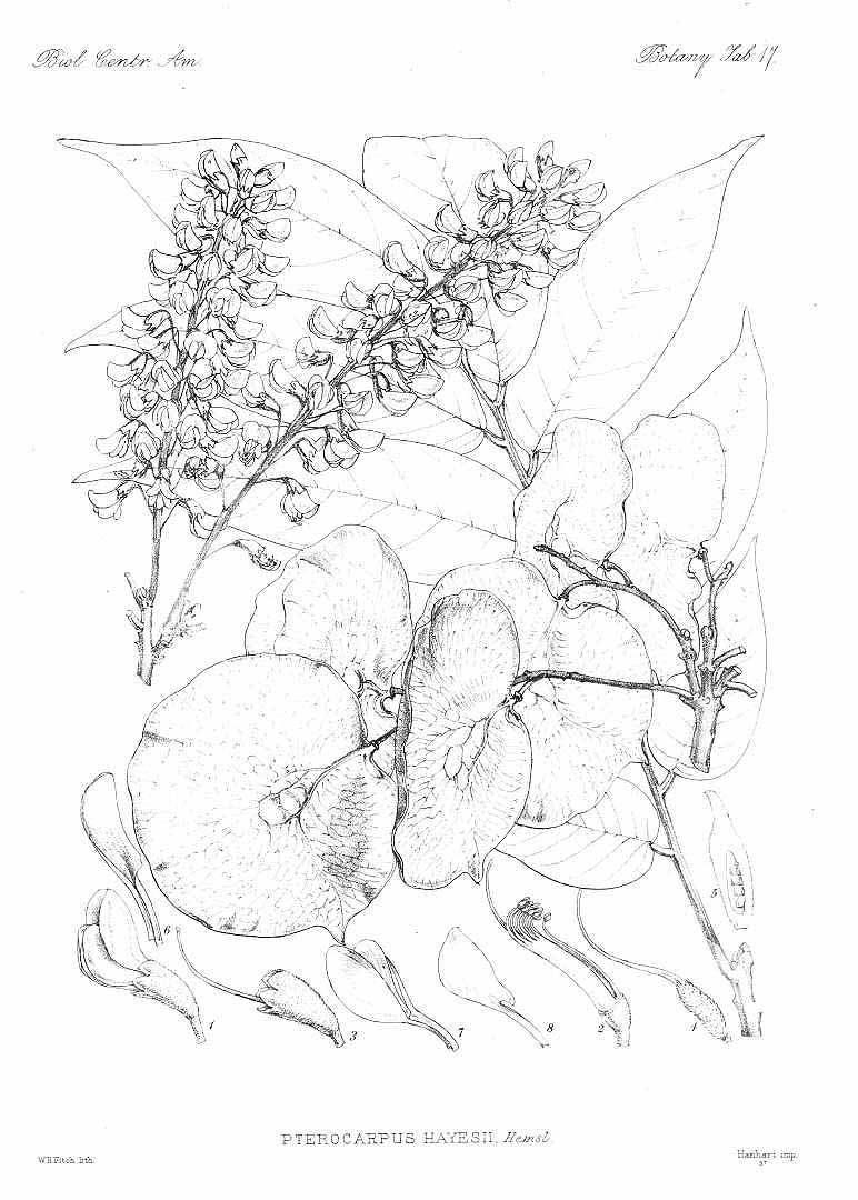 Pterocarpus 紫檀属