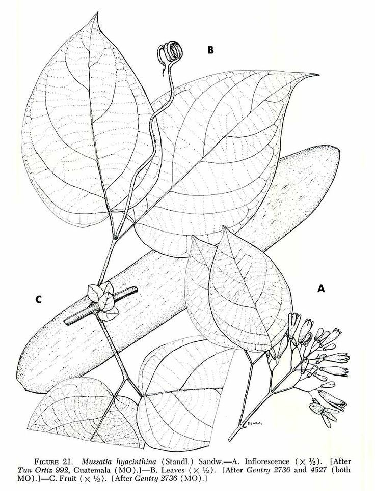 botany-coloring-pages-177 | Adult Coloring 