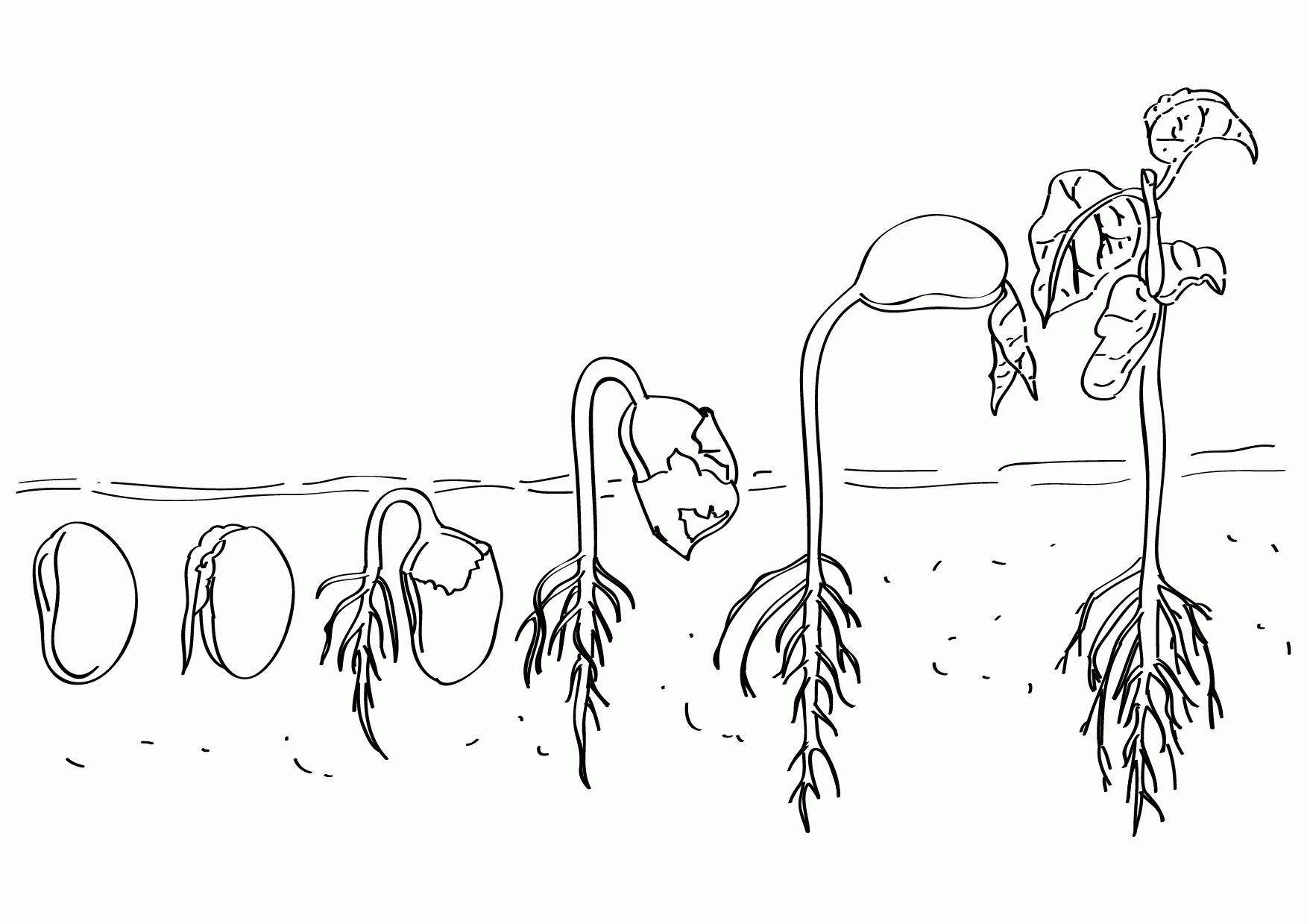 life-cycle-of-a-plant-colouring-page-clip-art-library