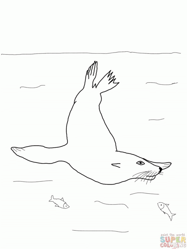 Sea lion Lionhead rabbit Drawing lion drawing marine Mammal mammal  animals png  PNGWing