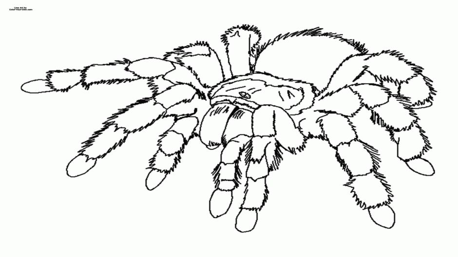 Tarantula Pictures for Kids: A Fascinating and Educational Way to Learn ...