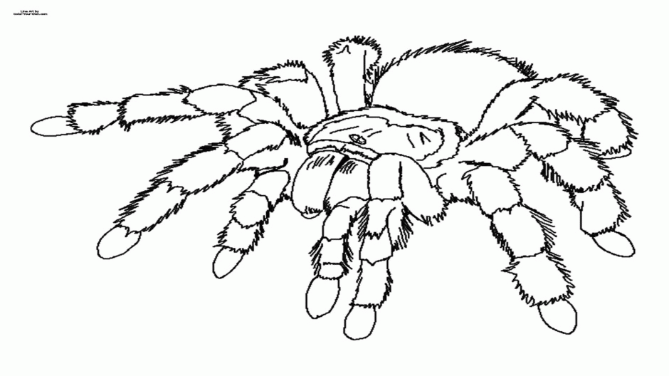 Tarantula Pictures For Kids A Fascinating And Educational Way To Learn 