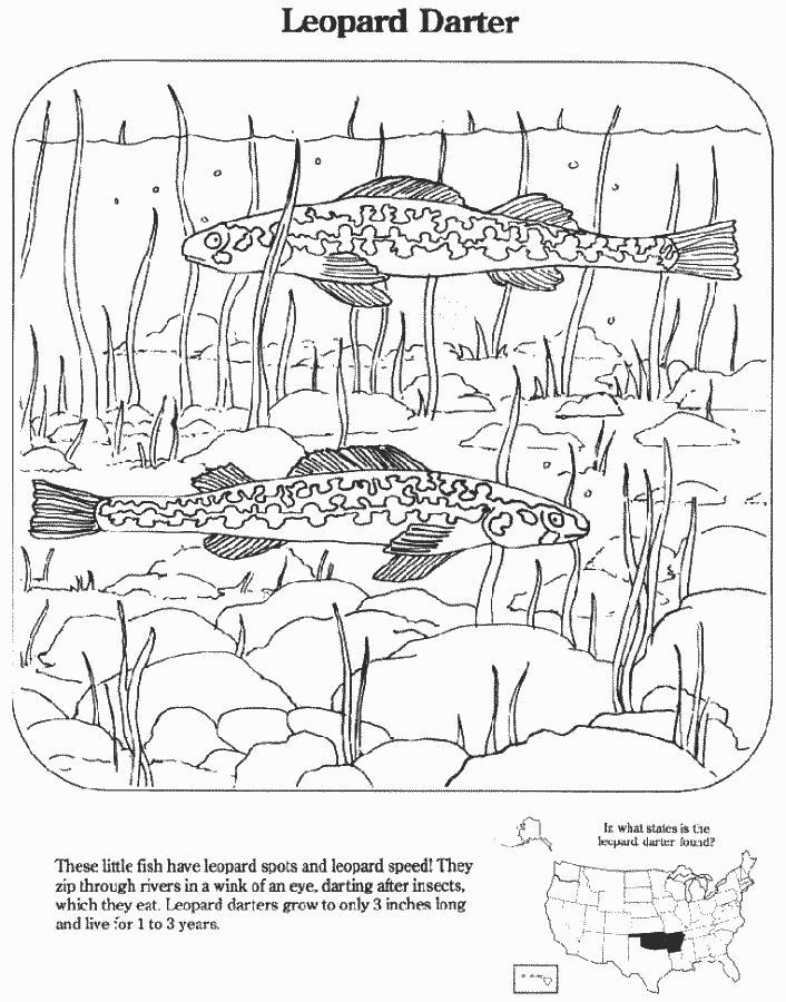 Leopard Coloring Sheet