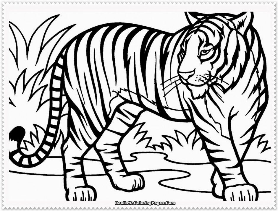 Tiger Wildlife Animal Drawing 5.5 x 8.5" Coloured Pencil Original Art,  Be Brave | eBay