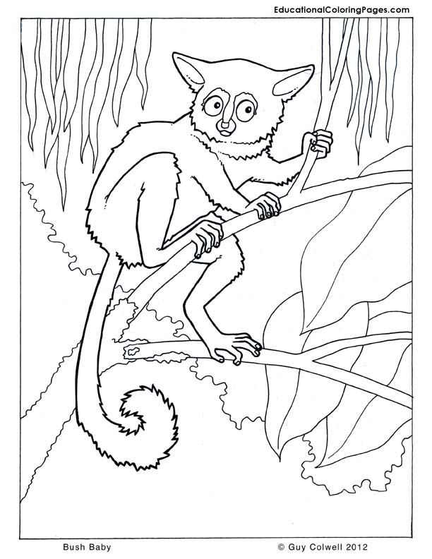 Free Coloring Pages Of Baby Animals, Download Free Coloring Pages Of ...