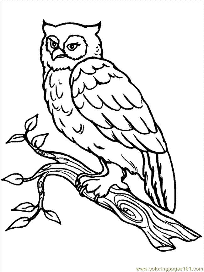 Coloring Pages Owl Coloring Page (Birds  Parrots)| free printable