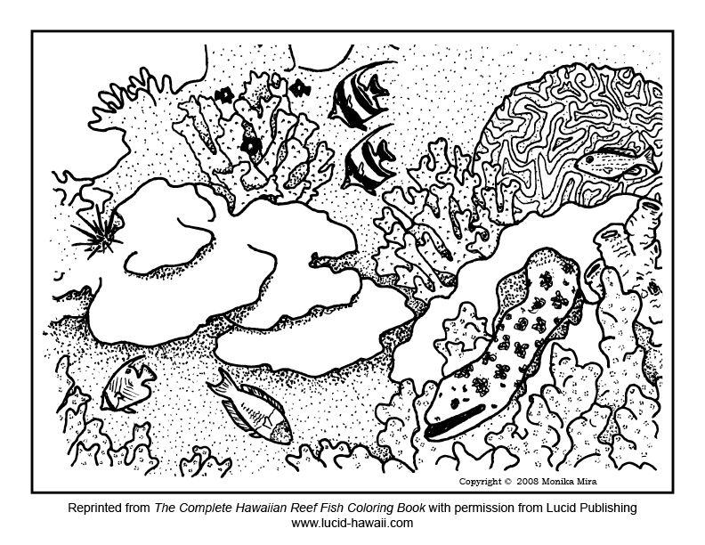 great barrier reef colouring - Clip Art Library