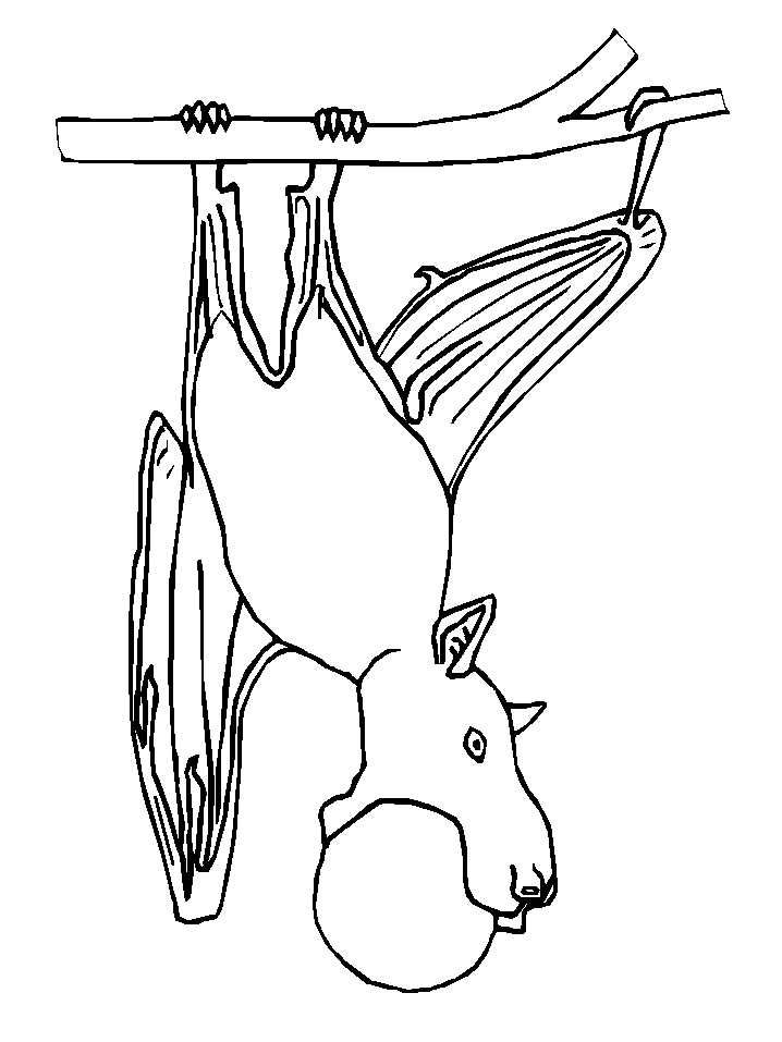 Vampire Bat Coloring Pages