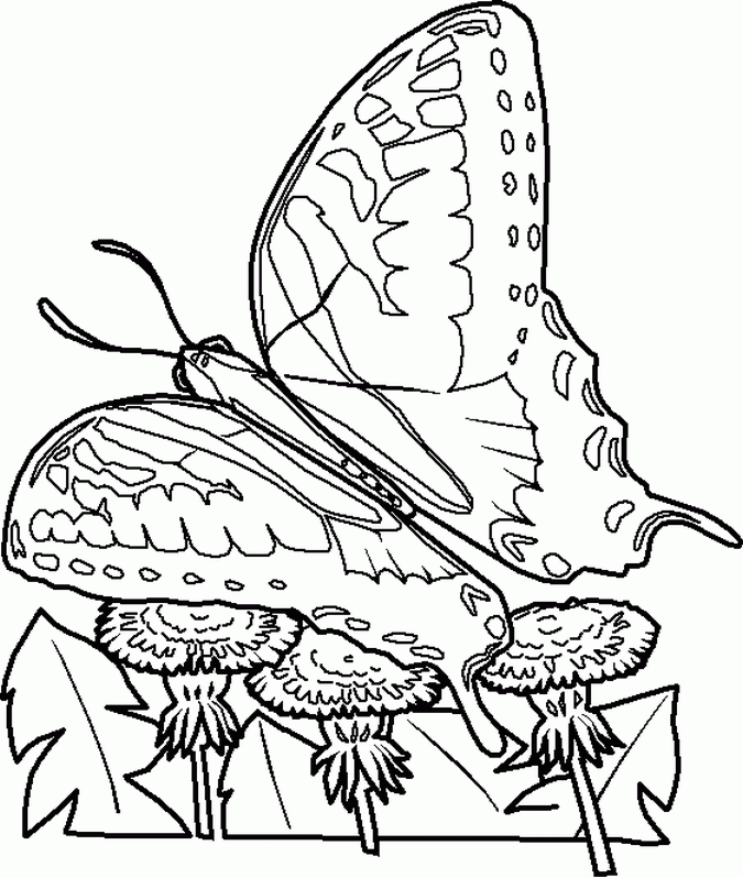 coloring-pages  insects-bugs-coloring-pics  SWALLOWTAIL-INSECTS