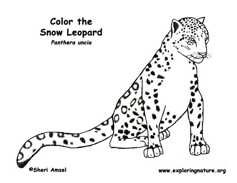 Snow Leopard Coloring Page -Exploring Nature Educational Resource