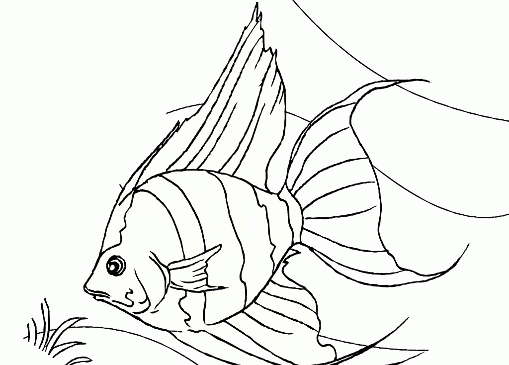 Angelfish Printable Coloring Sheet Realistic :Kids Coloring Pages