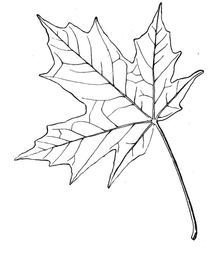 Sugar maple leaf Coloring Online | Super Coloring