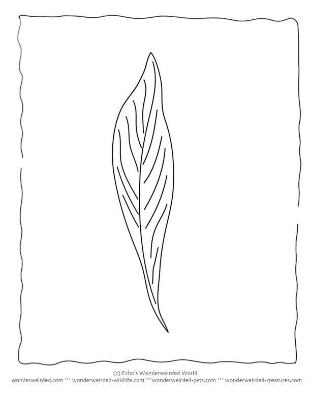 Bay Leaf Coloring Page, Our Coloring Pages of Leaves with Bay Leaf