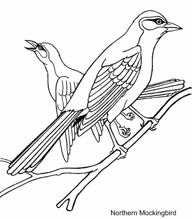 Blue-jay-coloring-page-15 | Free Coloring Page on Clipart Library