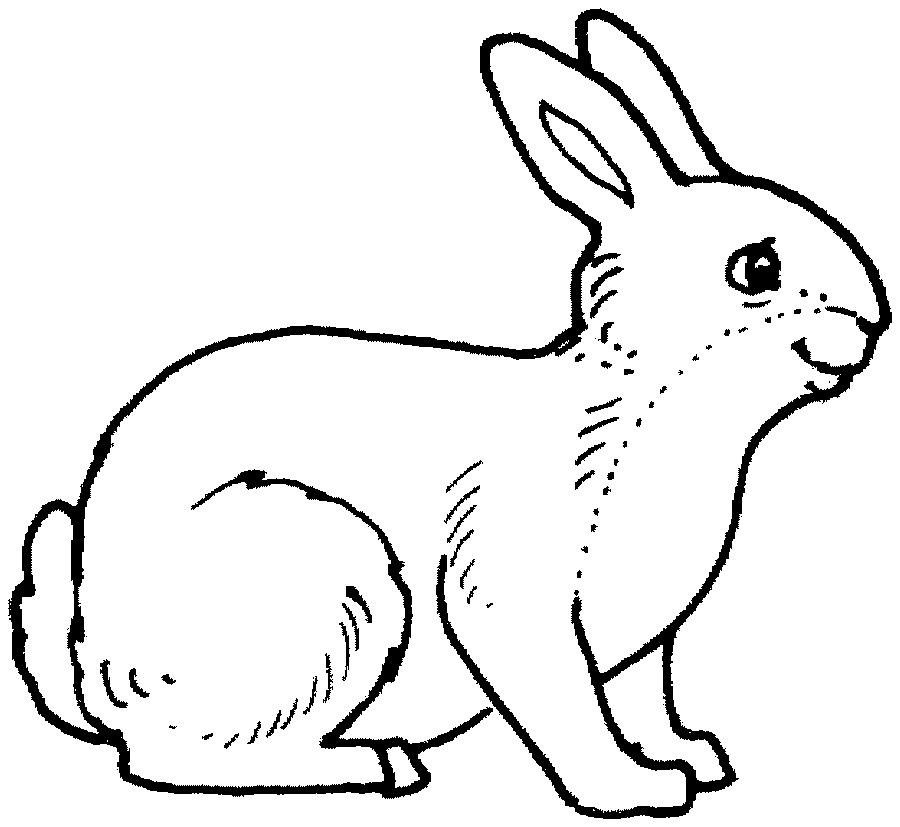 domestic animals pictures for colouring