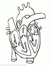 Searchqbodyheart