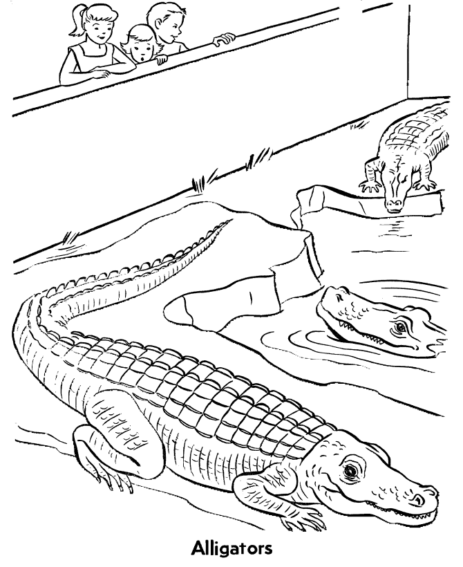 Coloring Pages Reptiles