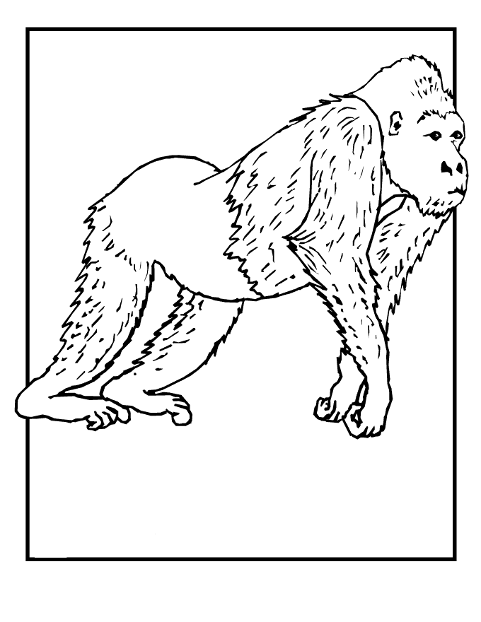 free-wild-animals-coloring-pages-download-free-wild-animals-coloring