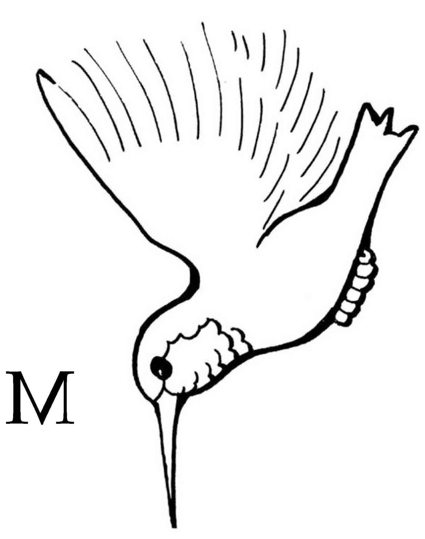 Hummingbird Cartoon Images