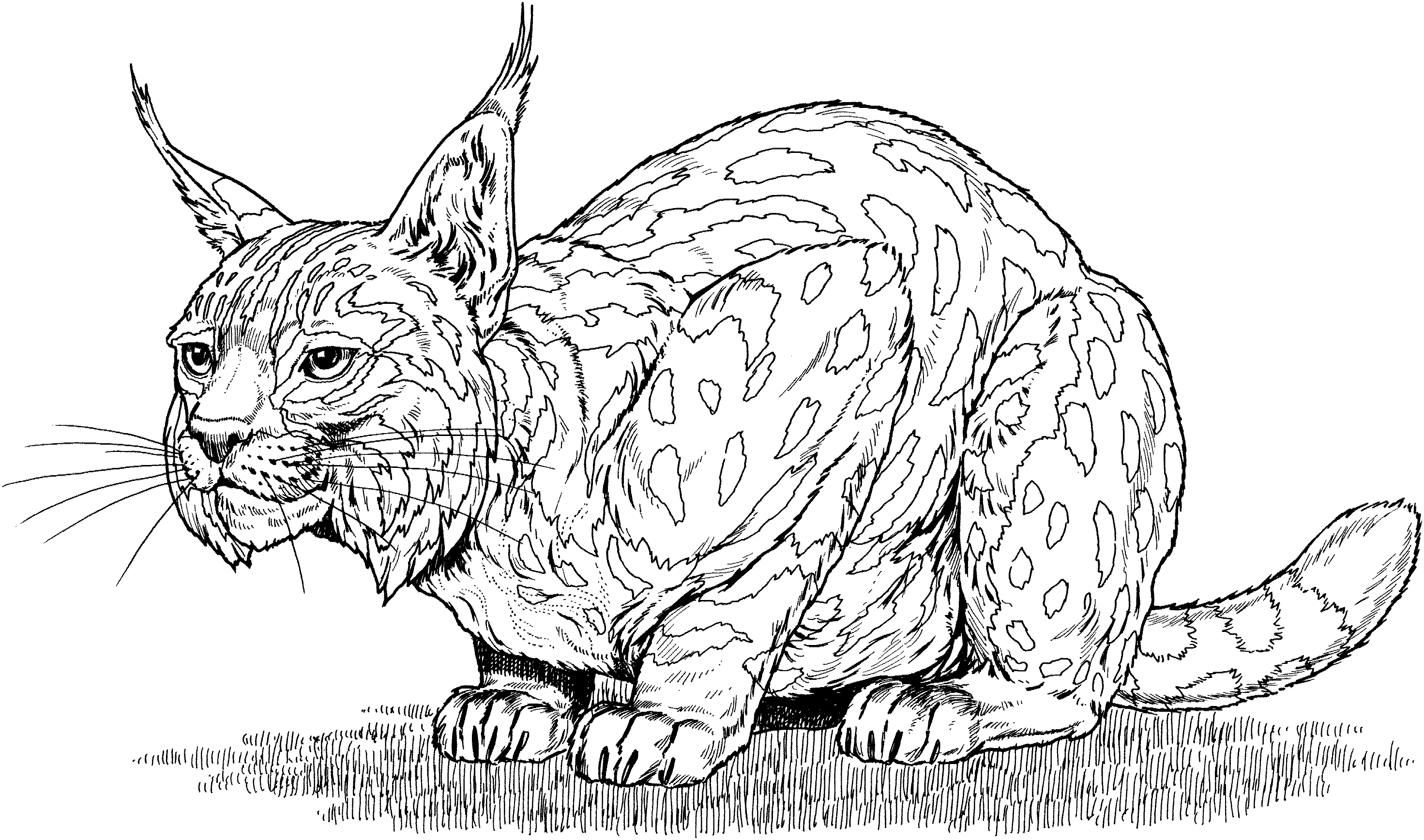 baby bobcat coloring pages