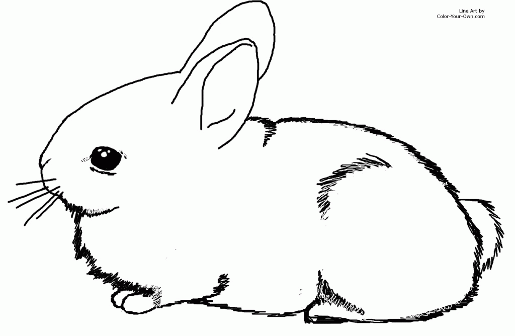 Bunny Drawings For Kids