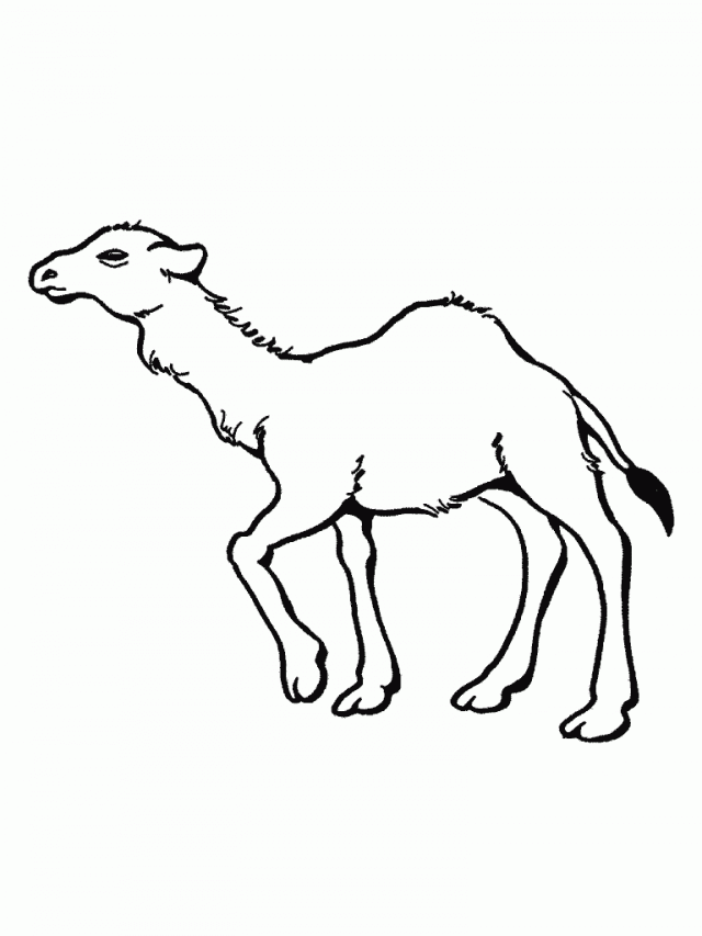 animales que viven en el desierto para dibujar - Clip Art Library