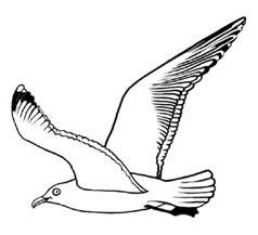 Clipart Seagull 