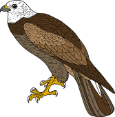 Illustration of a white-headed hawk with brown plumage, sharp yellow talons, and a hooked beak, shown in profile against black background.