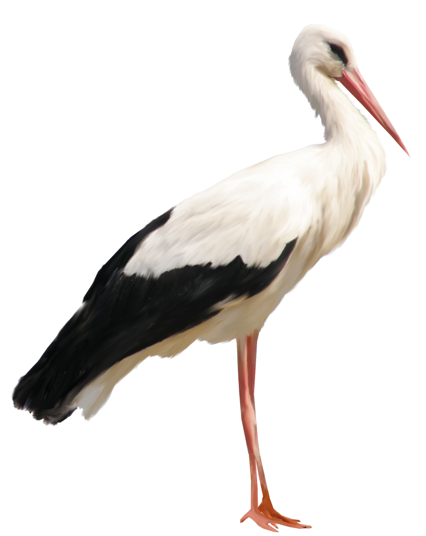 Stork PNG Clipart 