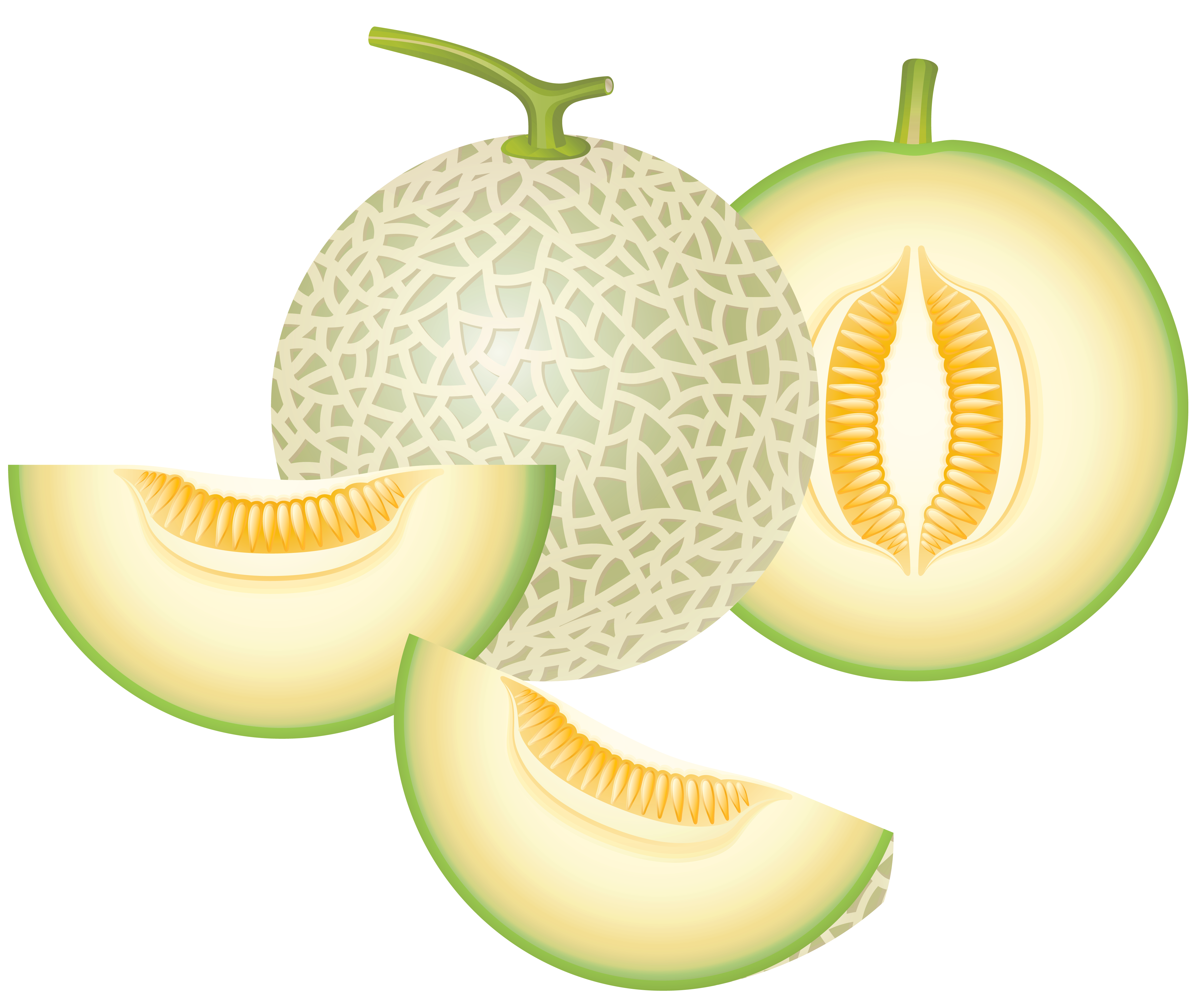 Cantaloupe Melon PNG Clipart 
