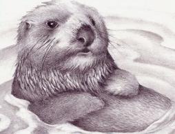 sea otters drawing - Clip Art Library