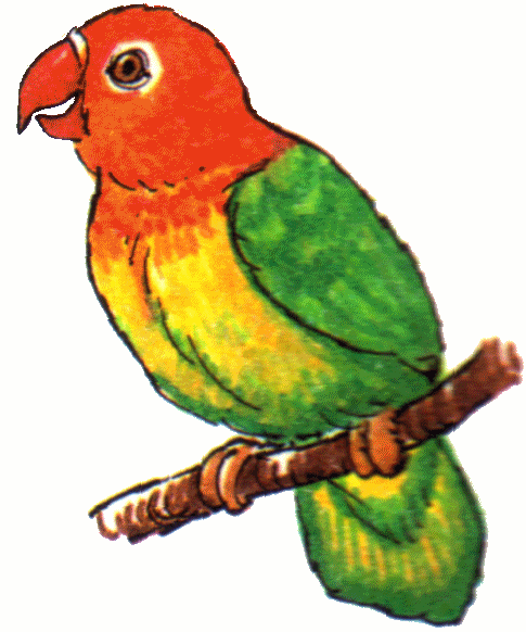 Red-Headed Lovebird Illustration - Colorful Parrot Art for Bird Enthusiasts