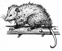 Free Opossum Clipart, 1 page of Public Domain Clip Art 