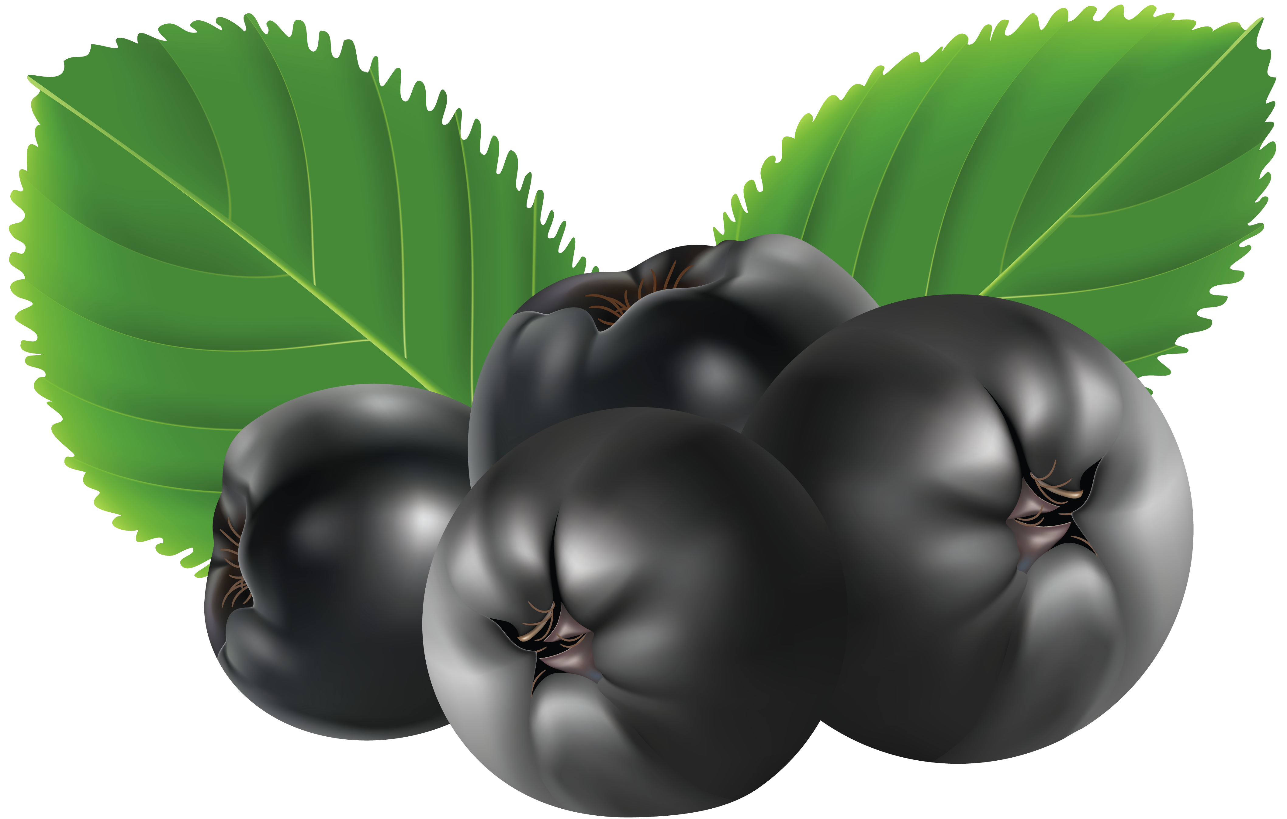Blueberry PNG Clipart Picture