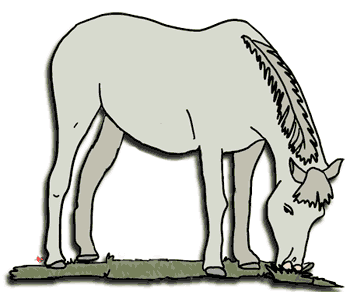 A light gray horse grazing on green grass with a feathered mane detail.