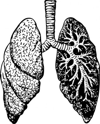 Human Lungs Anatomy Diagram - Respiratory System Structure