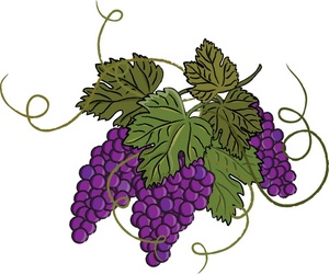 Purple Grapes Illustration - Vineyard Harvest Design Element