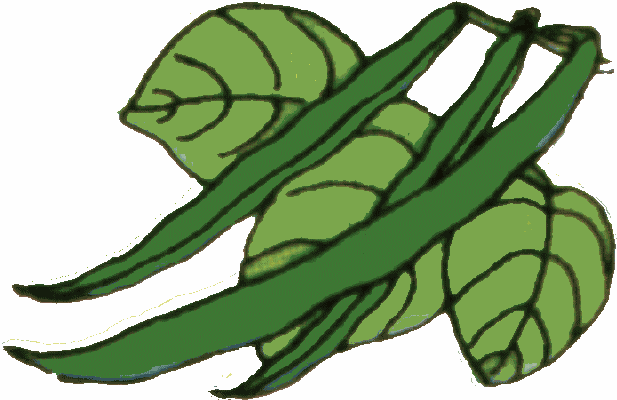 Fresh green beans with leaves, illustrated in vibrant green tones.