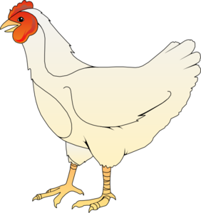 White chicken with red comb and wattle standing on black background, stylized illustration.