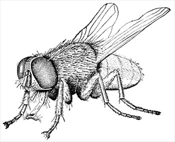 Housefly Anatomy Illustration - Scientific Drawing for Entomology Study