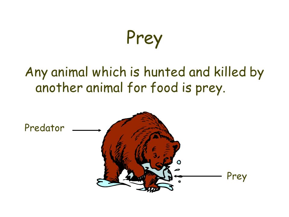 predator and prey clipart