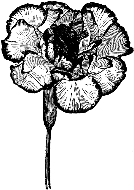 Carnation Clip Art 