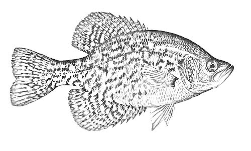 crappie outline