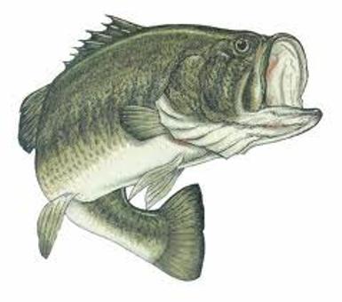 bass fish clip art
