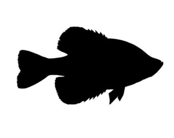 crappie decal ??“ Etsy 