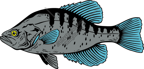 Crappie Cliparts: A Collection of Artistic Illustrations of This ...