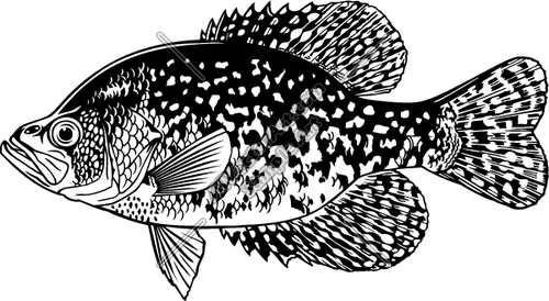 Free Crappie Cliparts, Download Free Crappie Cliparts png images, Free ...