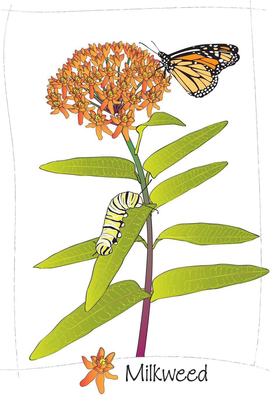 free-milkweed-cliparts-download-free-milkweed-cliparts-png-images