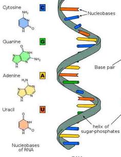 Free Rna Cliparts, Download Free Rna Cliparts png images, Free ClipArts ...